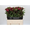 Paeonia Red Sarah Bernhardt