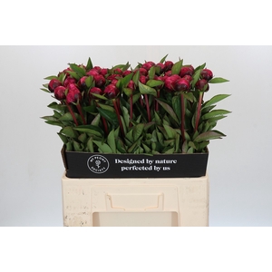 Paeonia Red Sarah Bernhardt