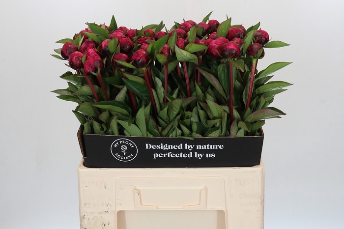 <h4>Paeonia Red Sarah Bernhardt</h4>