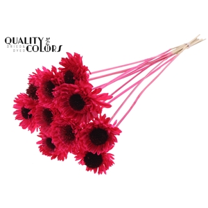 Shola Daisy Sunflower 6cm on stem Cerise