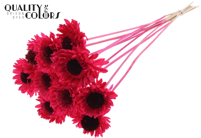 Shola Daisy Sunflower 6cm on stem Cerise