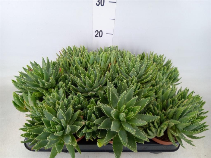 <h4>Aloe brevifolia</h4>