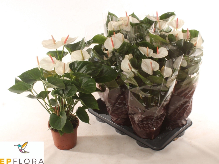 <h4>ANTHU A ARISA WHITE</h4>