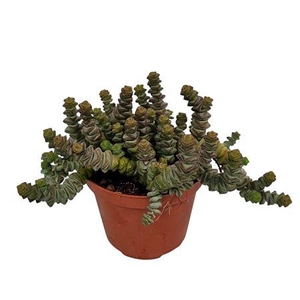 Crassula Marnieriana Hottentot