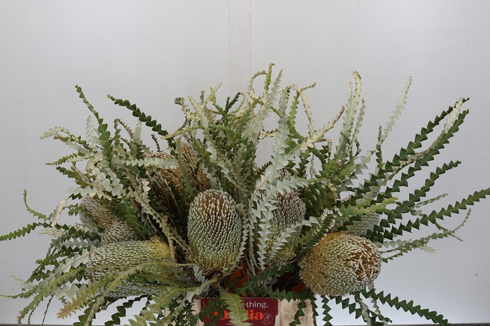 <h4>Banksia Speciosa</h4>