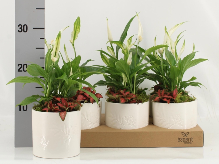 <h4>ARR KAMERPL</h4>