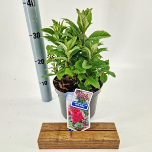 Buddleja Butterfly Candy Little Rub