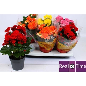 Begonia Elatior mix 14Ø 30cm