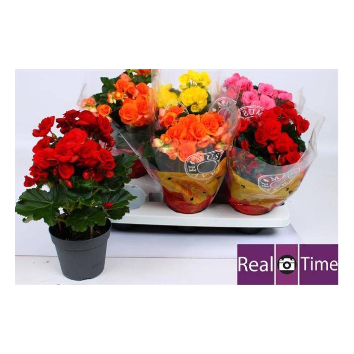 <h4>Begonia Elatior mix 14Ø 30cm</h4>