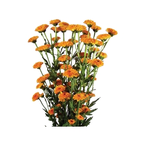 CRISANTEMO SANTINI MANZONI 080 CM