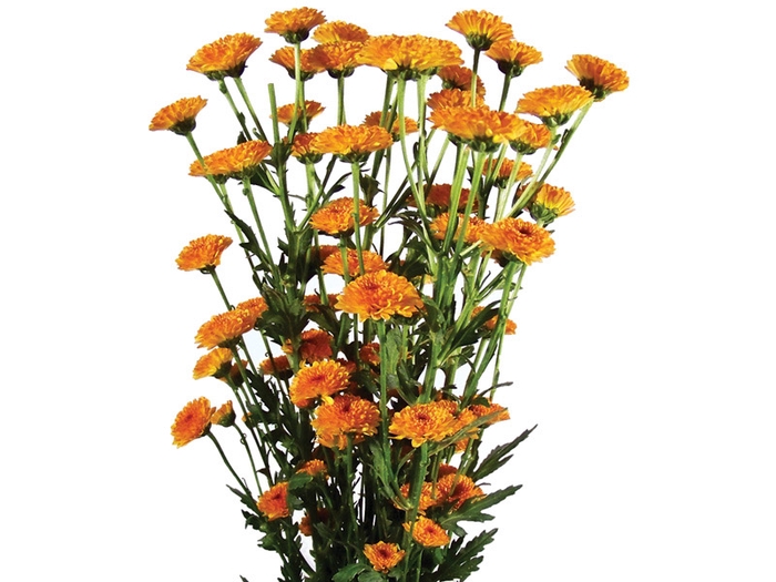 <h4>CRISANTEMO SANTINI MANZONI 080 CM</h4>