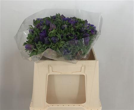 <h4>Anem Ex Blue</h4>