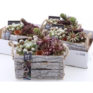 ARR SEMPERVIVUM