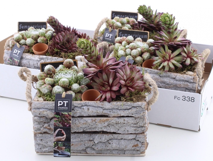 <h4>ARR SEMPERVIVUM</h4>