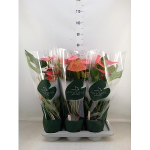 Anthurium andr. 'Colorado'