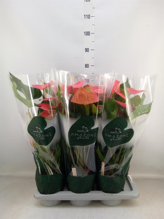 <h4>Anthurium andr. 'Colorado'</h4>