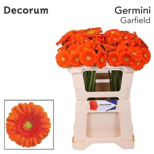 Germini Garfield Water x60