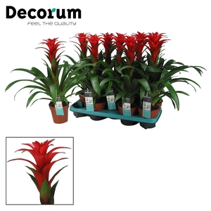 Guzmania Calypso (Decorum)