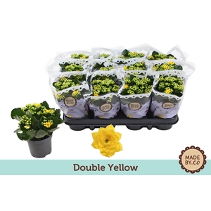 Kalanchoë Double Yellow