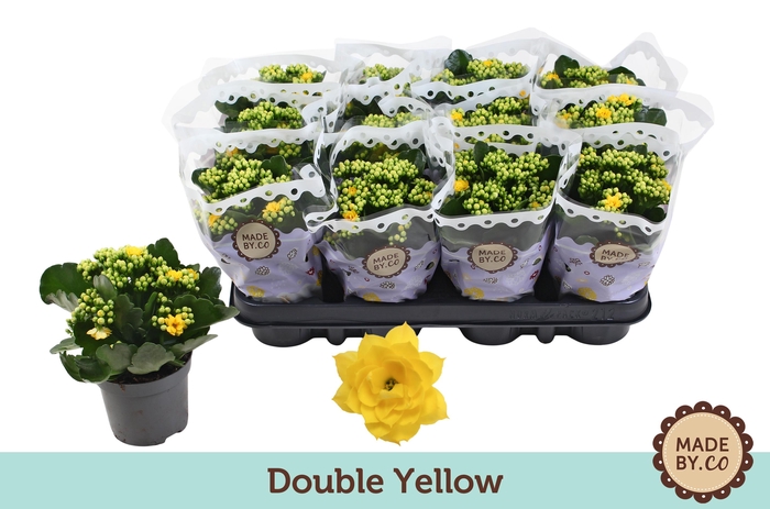 <h4>Kalanchoë Double Yellow</h4>
