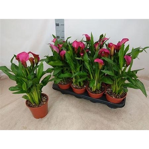 Zantedeschia Roze 4-5++