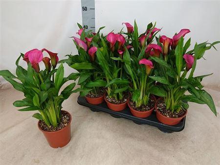 <h4>Zantedeschia Roze 4-5++</h4>