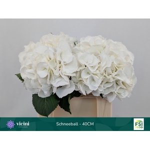 Hydrangea 'Schneeball' 16cm