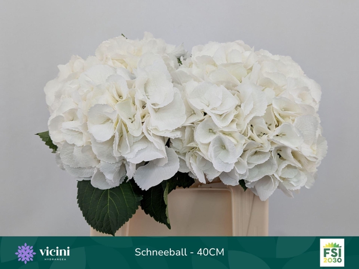 <h4>Hydrangea 'Schneeball' 16cm</h4>