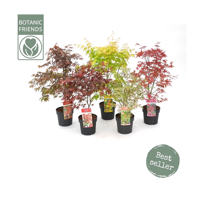 <h4>Acer palm. diverse mix</h4>