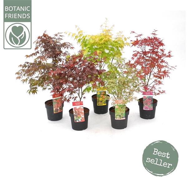 <h4>Acer palm. diverse mix</h4>