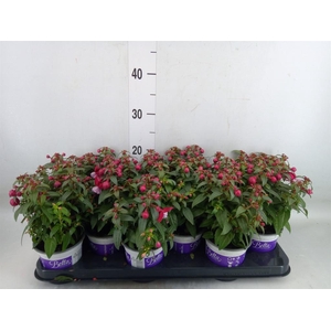 Fuchsia  'Bella Fuchsia Soila'