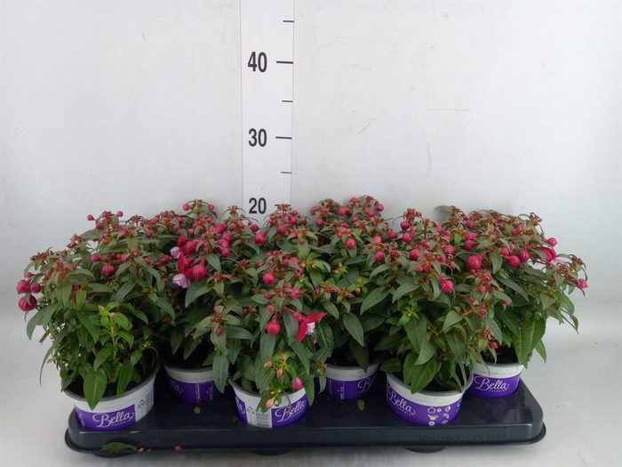 <h4>Fuchsia 'Bella Fuchsia Soila'</h4>