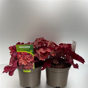 Heuchera 'Boysenberry'®