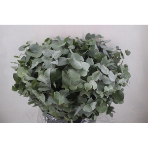Euca Cinerea Short 300gr P Bunch