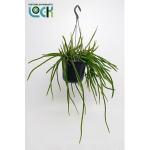 Selenisereus Werkleii