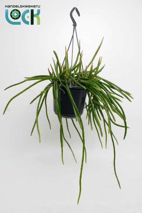 <h4>Selenisereus Werkleii</h4>