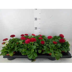 Bellis perennis 'Roggli Red'
