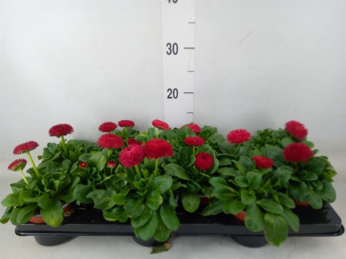 <h4>Bellis perennis 'Roggli Red'</h4>