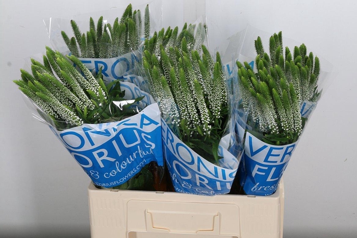 <h4>Veron Smart Luna</h4>