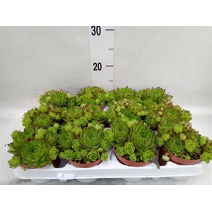 Sempervivum   ...