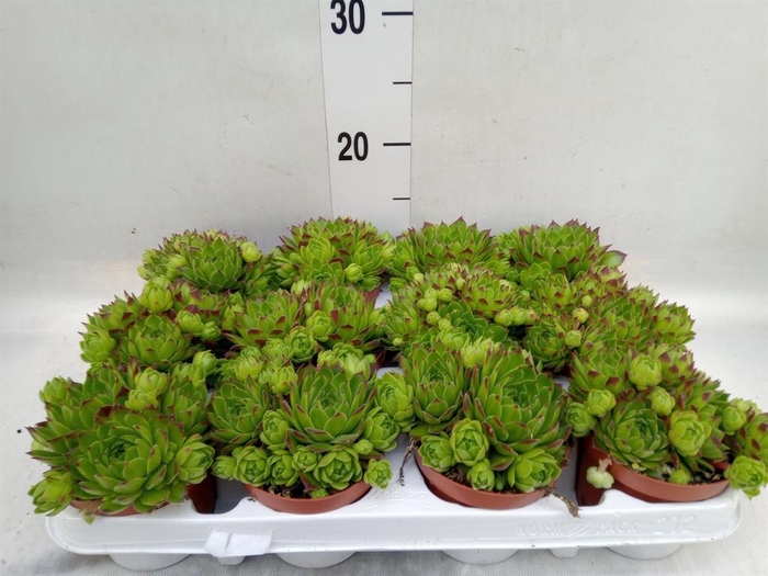 <h4>Sempervivum   ...</h4>