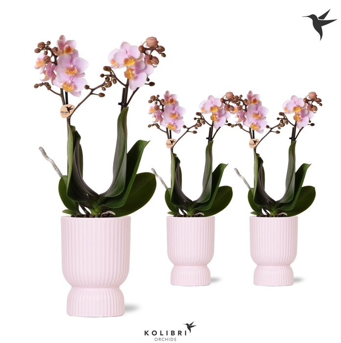<h4>Kolibri Orchids Phalaenopsis pink 2 spike in Diabolo pot pink</h4>