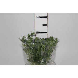 ERYNGIUM 050 CM