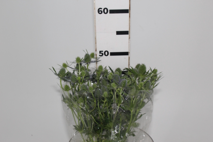 <h4>ERYNGIUM 050 CM</h4>