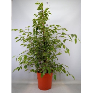 Ficus benja. 'Golden King'