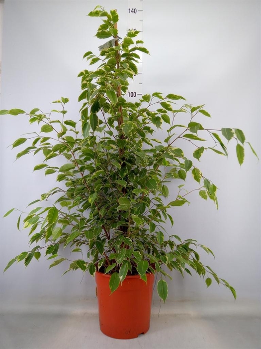 <h4>Ficus benja. 'Golden King'</h4>