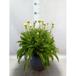 Leucanthemum sup. 'Broadway Lights'