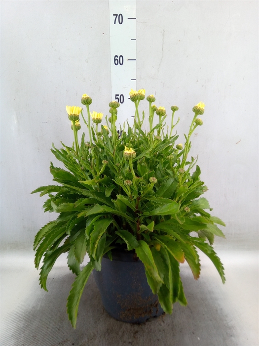 <h4>Leucanthemum sup. 'Broadway Lights'</h4>