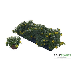 SANV PICADOR YELLOW