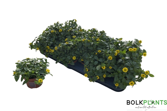 <h4>SANV PICADOR YELLOW</h4>